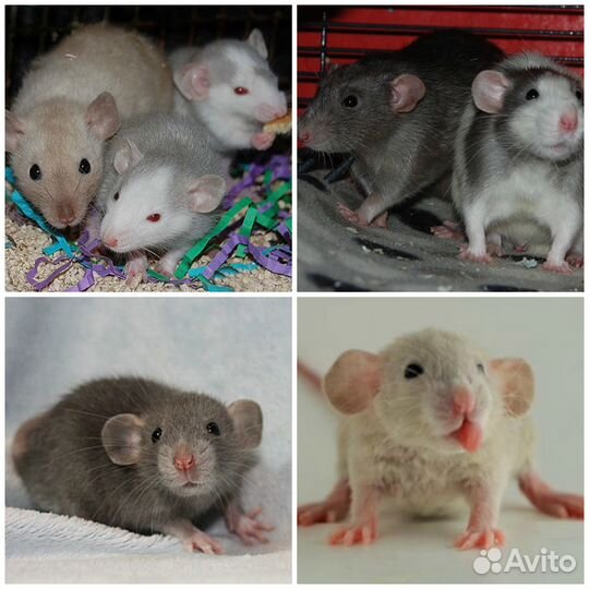 Крысята, Редкие окрасы. Заводчик Вет.врач
