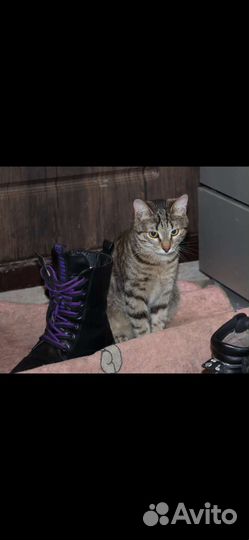 Европейская, котик