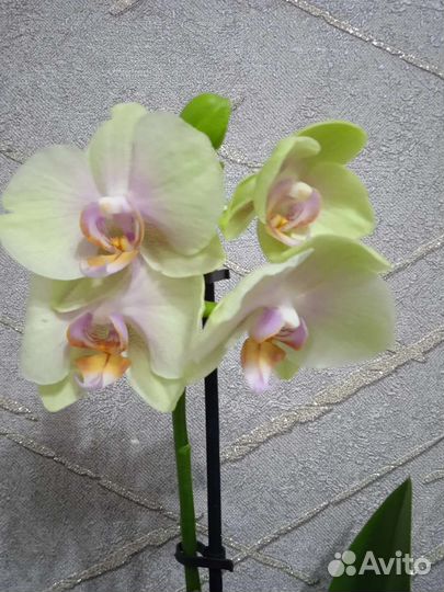 Орхидея фаленопсис