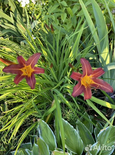 Лилейники сортовые