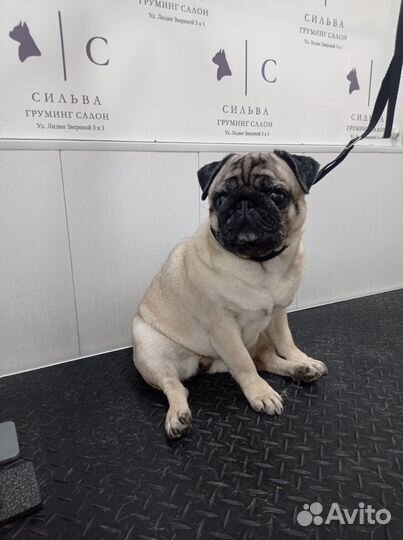 Модель на груминг