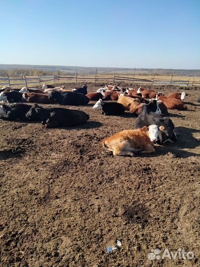 Коровы и тёлки