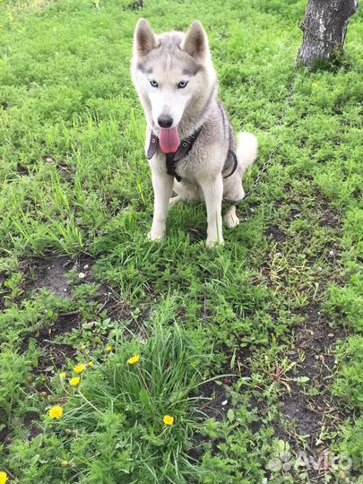 Собака в добрые руки отдам бесплатно