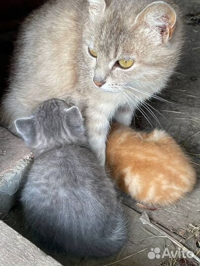 Кошка в дар