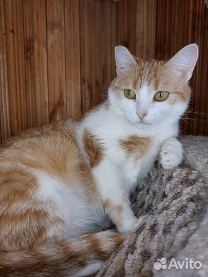 Кошка 2 года