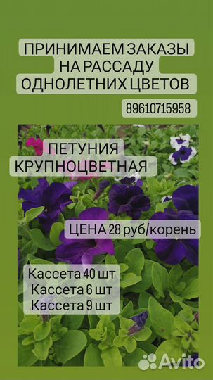 Рассада петунии