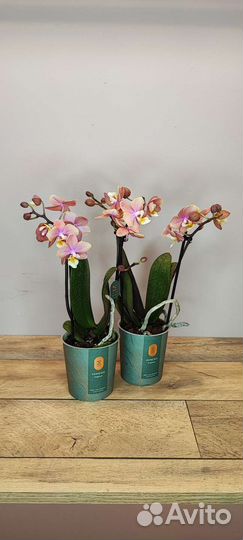 Орхидея парфюмерная фабрика Melion