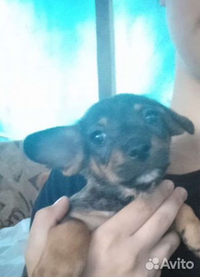 Щенки в добрые руки