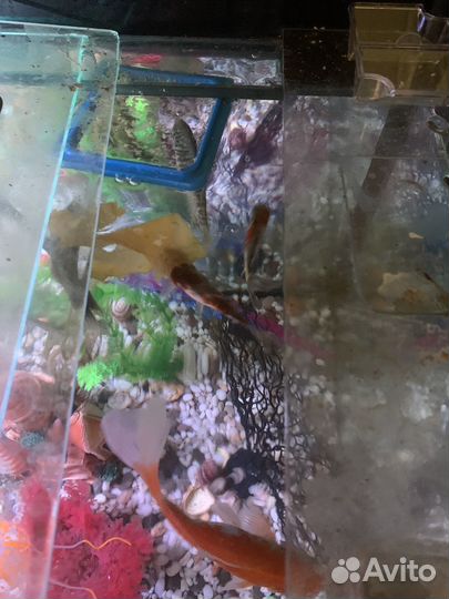 Аквариум