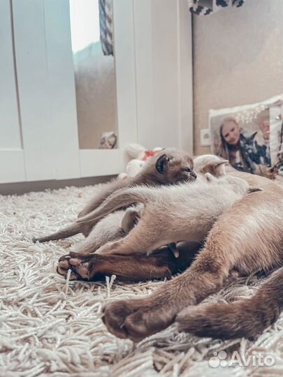 Бурманская