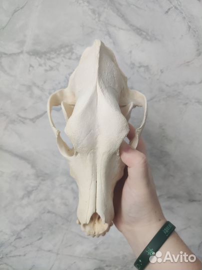 Череп интерьерный