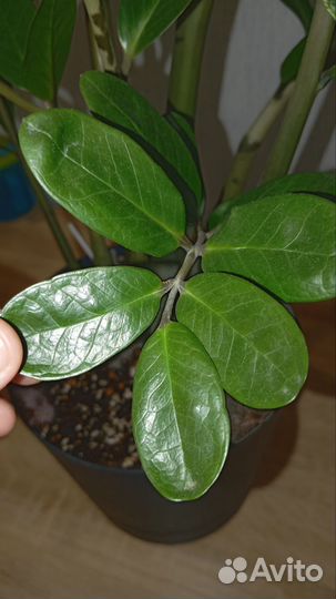 Замиокулькас лаки круглолистный