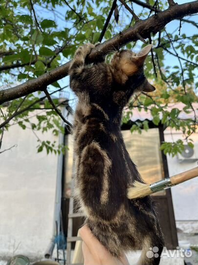 Котенок девочка Лиза (2 мес)