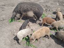 Свиноматки, поросята венгерская мангалица
