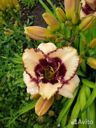 Продам лилейники