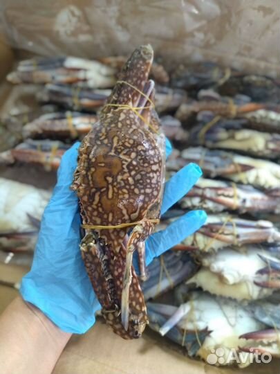 Лангустины креветки