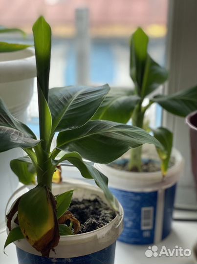 Карликовый банан