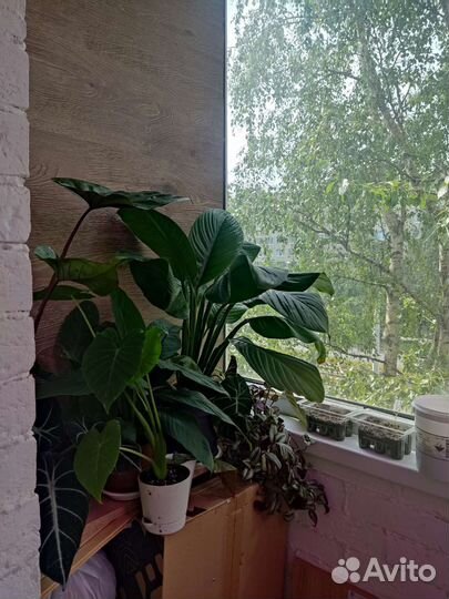 Спатифилумы разных сортов и сортовые