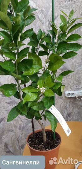 Цитрусовые растения