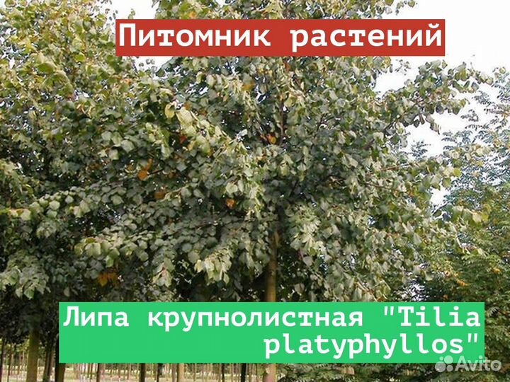 Саженцы Липа крупнолистная Тilia platyphyllos