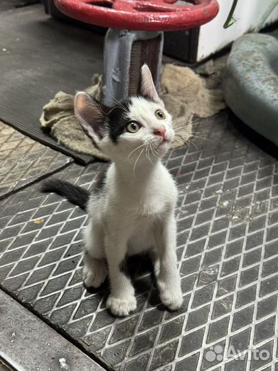 Котенок в добрые руки