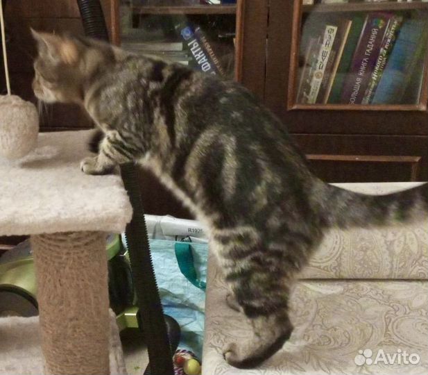 Особенные котята