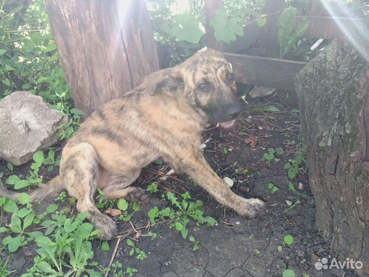 Щенок тигровый