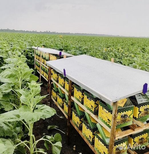 Шмели для опыления от производителя