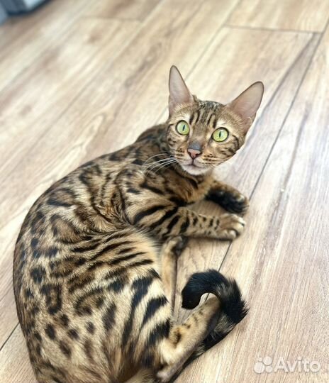 Передержка животных