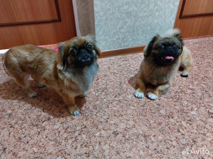 Щенки пекинеса