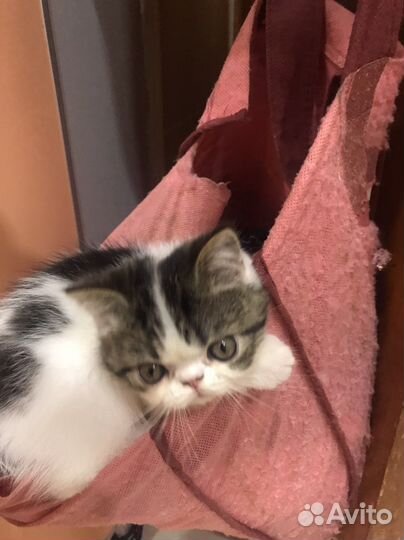 Экзотические котята