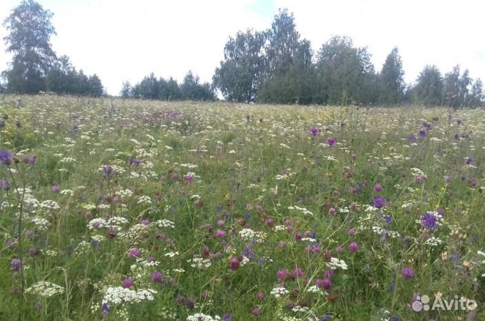 2023 года Мёд натуральный опт