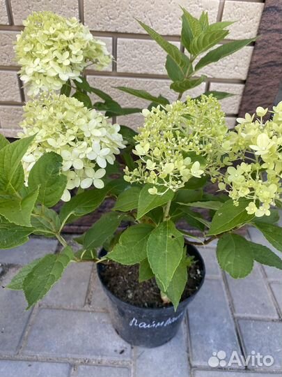 Саженец гортензии 