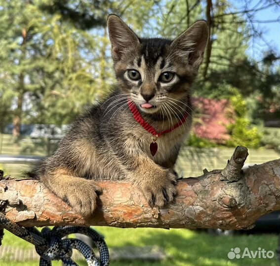 Котенок чаузи ф5 девочка