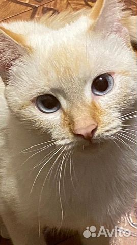 Кошка в дар бесплатно