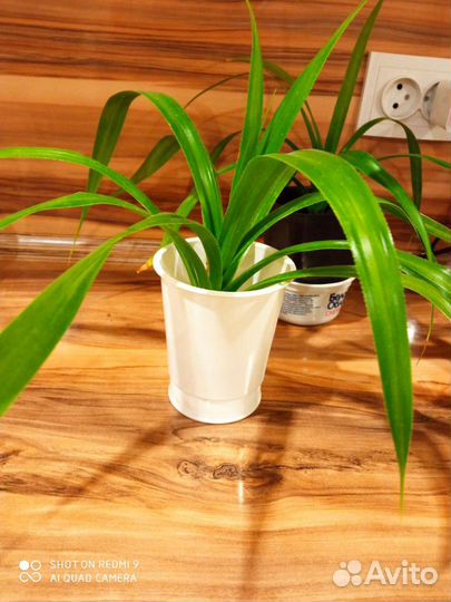 Пальма панданус