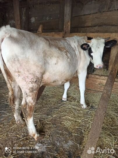 Тёлочка на племя