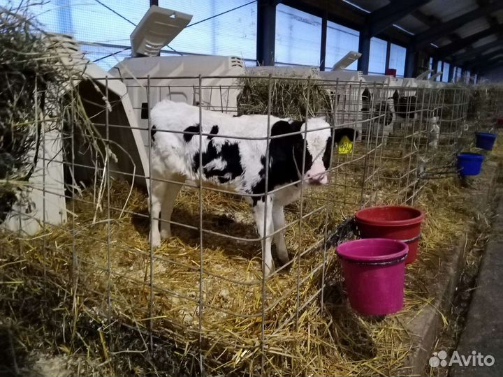 Телята. Бычки