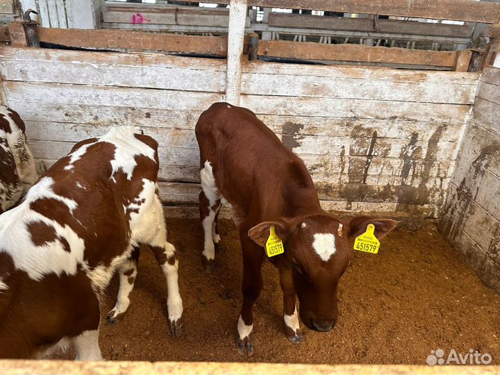 Телята бычки на откорм,бесплатная доставка