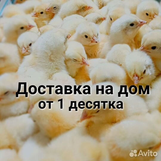 Цыплята бройлеров в ст. Старокорсунской