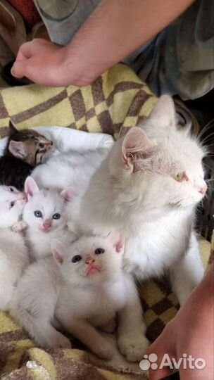 Котенок