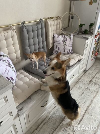 Передержка для собак