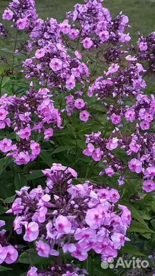 Флоксы, ирисы, вейгела многолетники