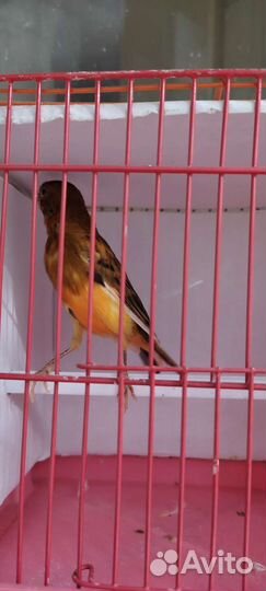 Продается Кенар поющий