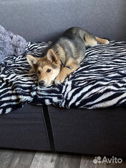 Щенок в добрые руки