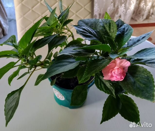 Бальзамин махровый