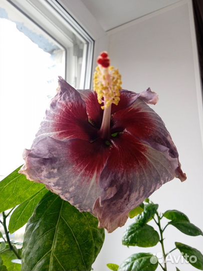 Сортовые гибискусы