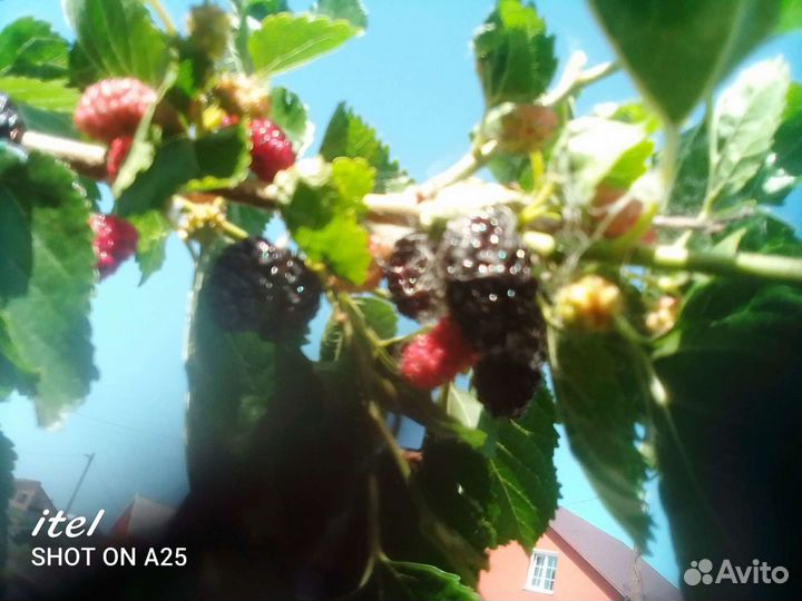 Саженцы шелковицы чёрной