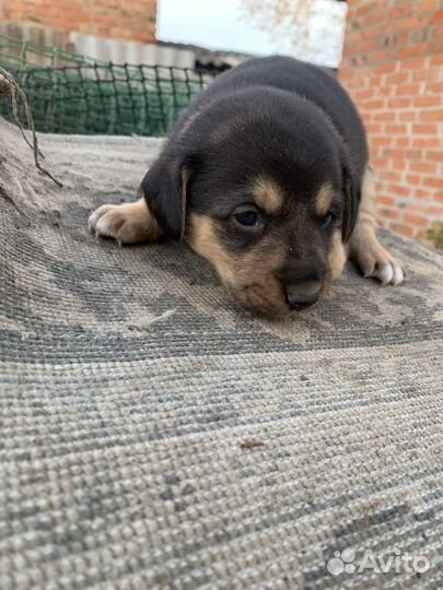 Щенок в добрые руки бесплатно