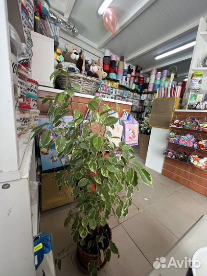 Фикус бенджамина